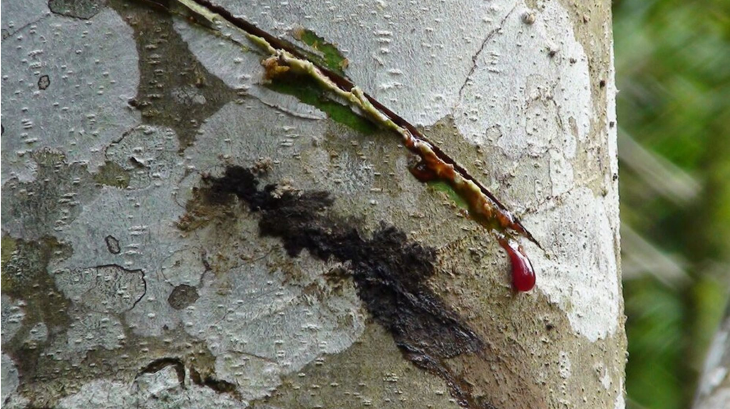 Dragon's Blood for Skin Issues